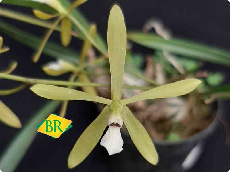 BR Orquídea