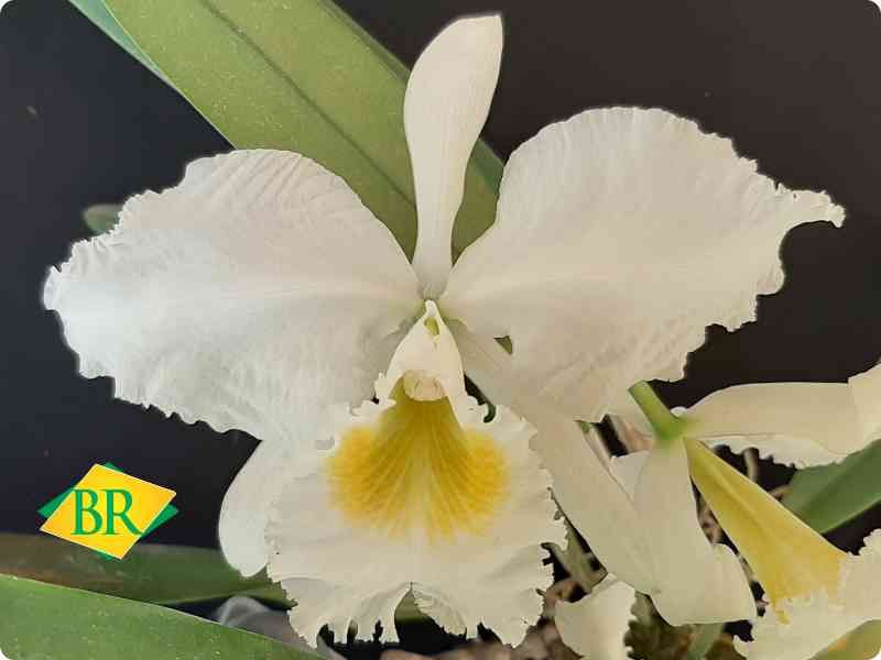 BR Orquídea