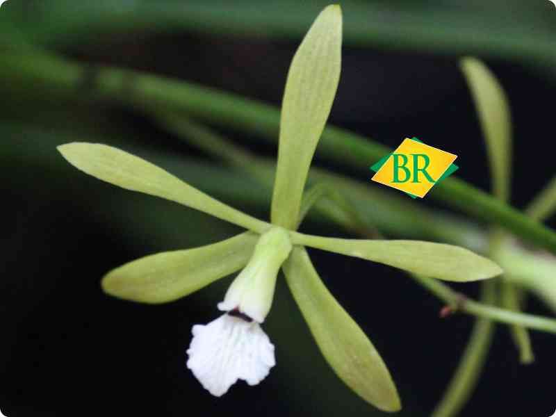 BR Orquídea